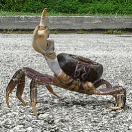crusty crab